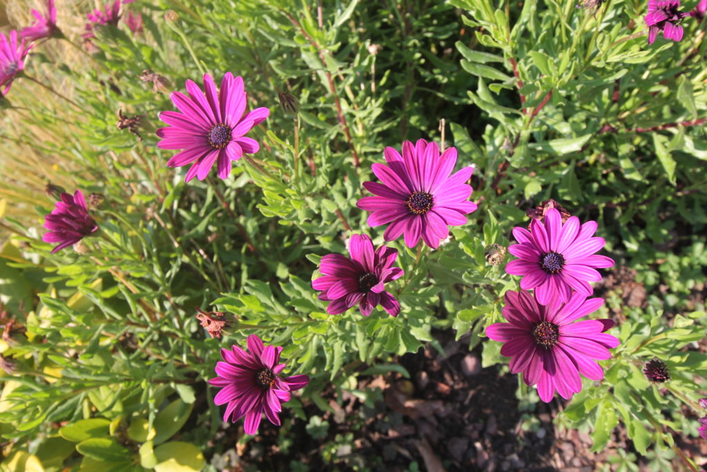 Fleurs jardin d'alsace gite riesling