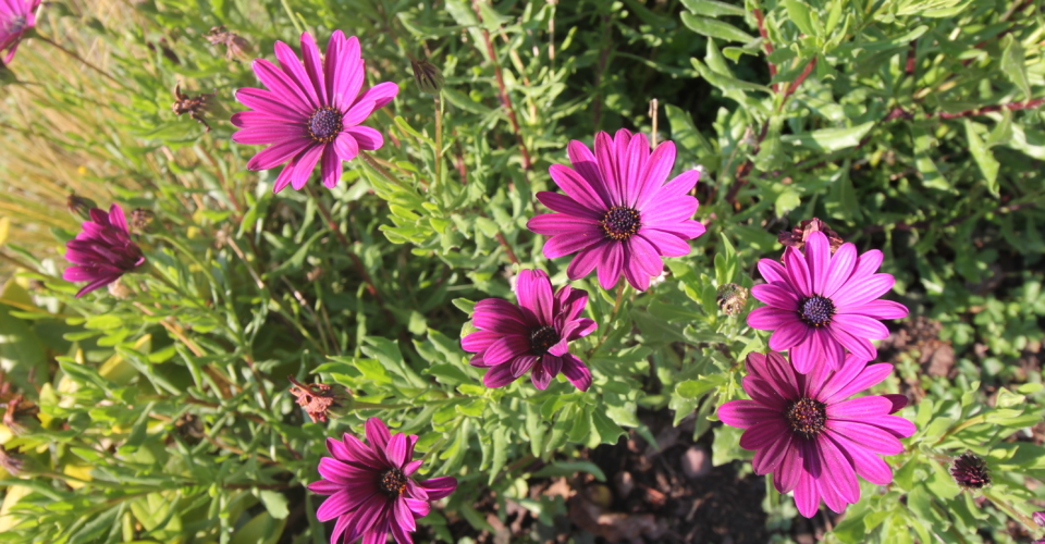 Fleurs jardin d'alsace gite riesling